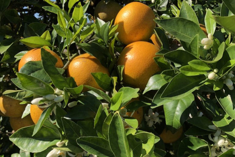 From Grove to Glass: The Journey of Freshly Squeezed Orange Juice